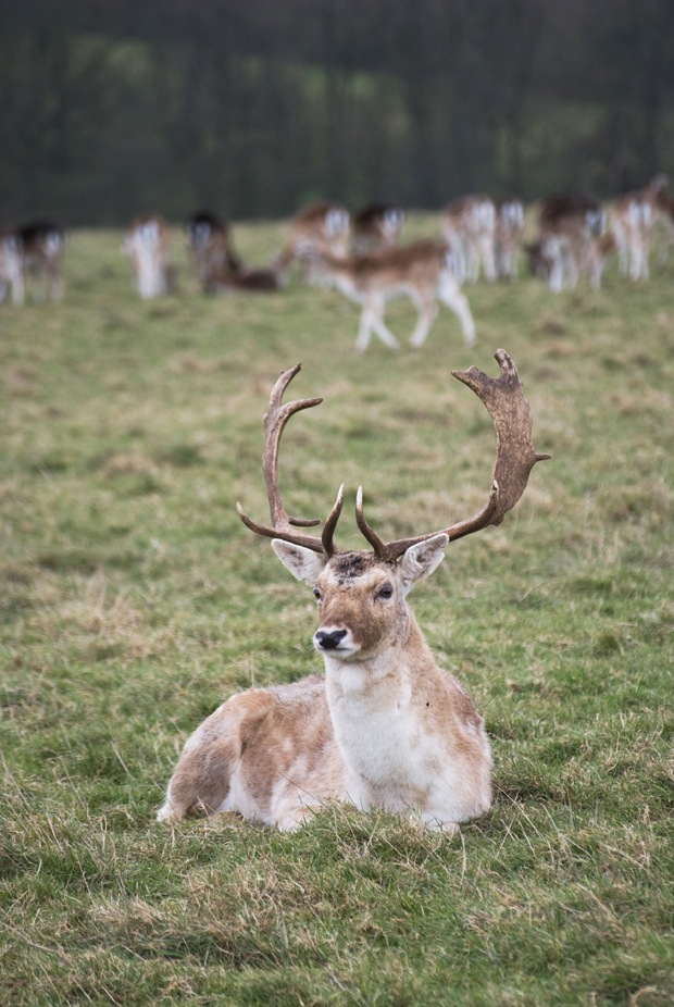 A walk among the deer at Dyrham Park | These Four Walls blog