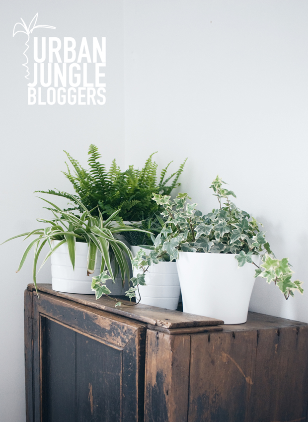 Urban Jungle Bloggers - a 'plant gang' | These Four Walls blog