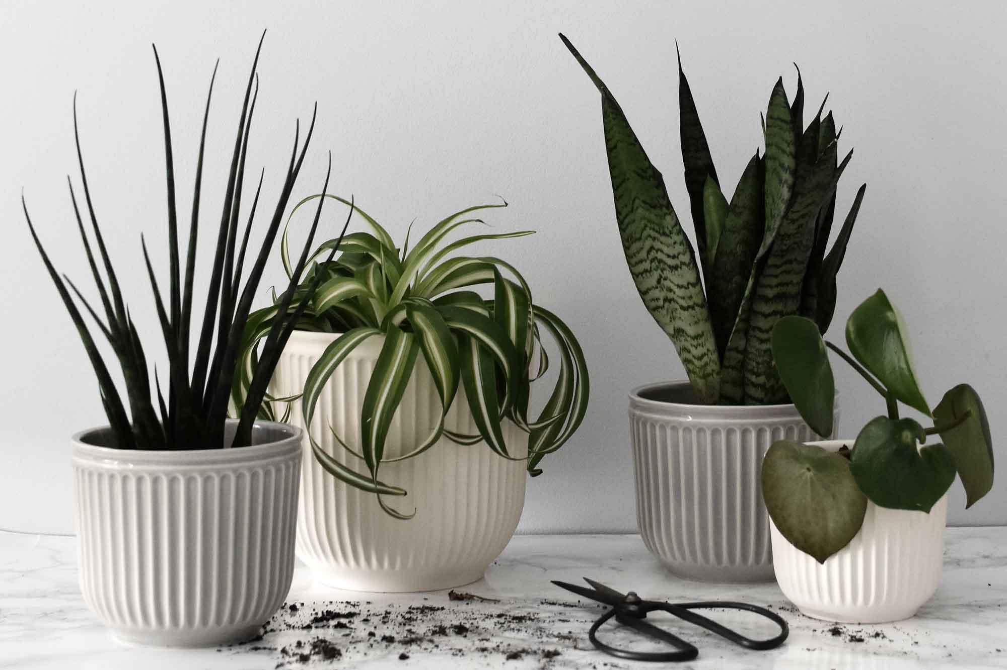 Five easy-to-care-for houseplants | These Four Walls blog