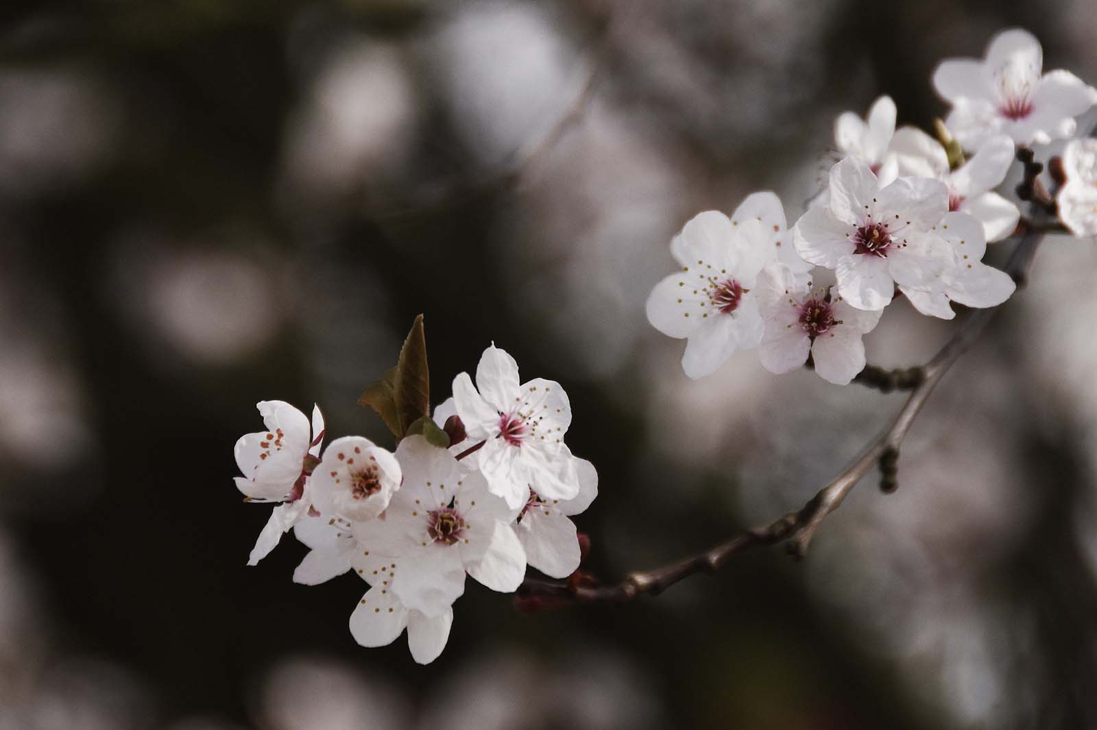 The joy of spring blossom | These Four Walls blog