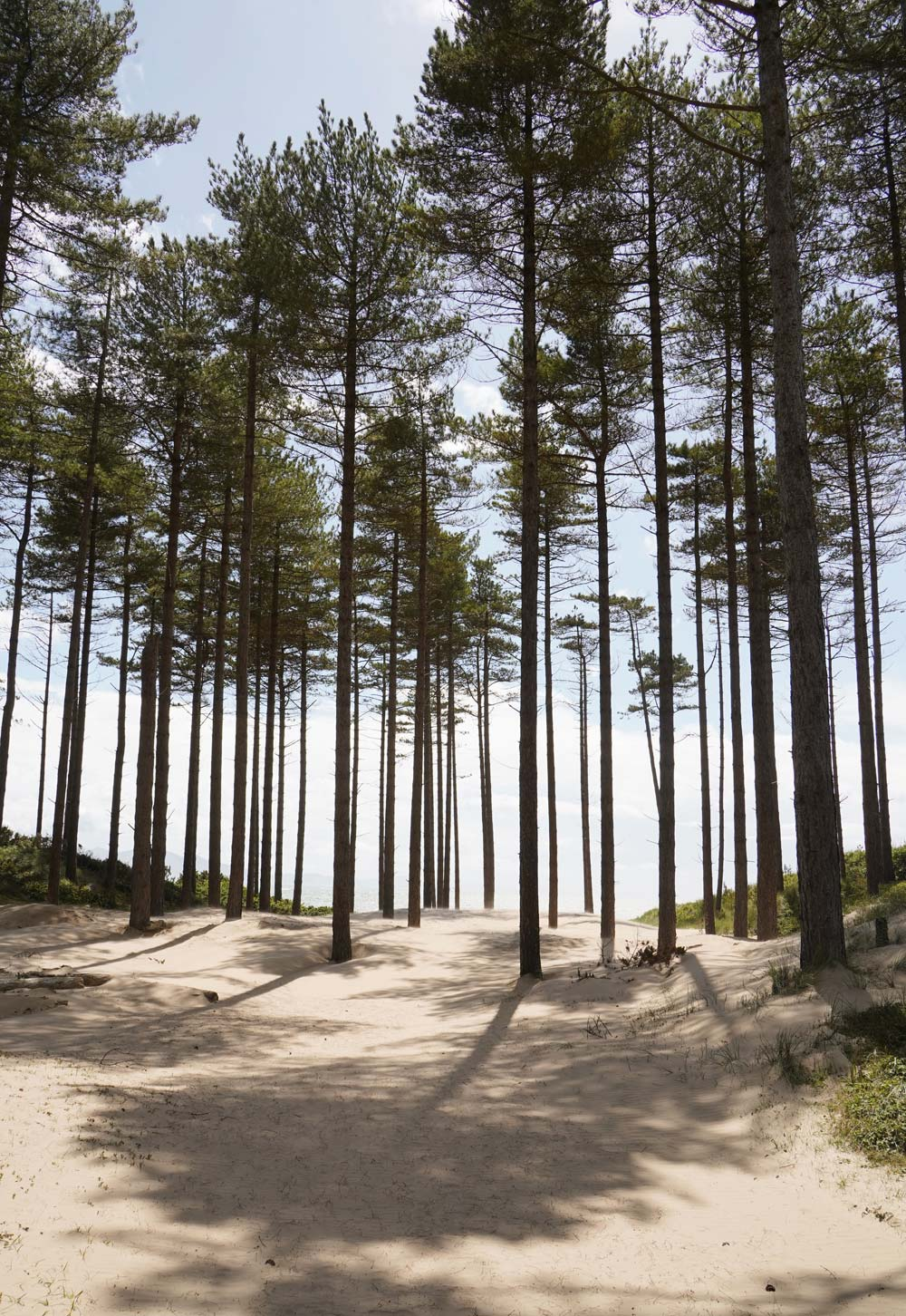 Sand dunes and pine trees in the nature reserve of Newborough Forest, Anglesey | Exploring North Wales & Snowdonia | These Four Walls blog