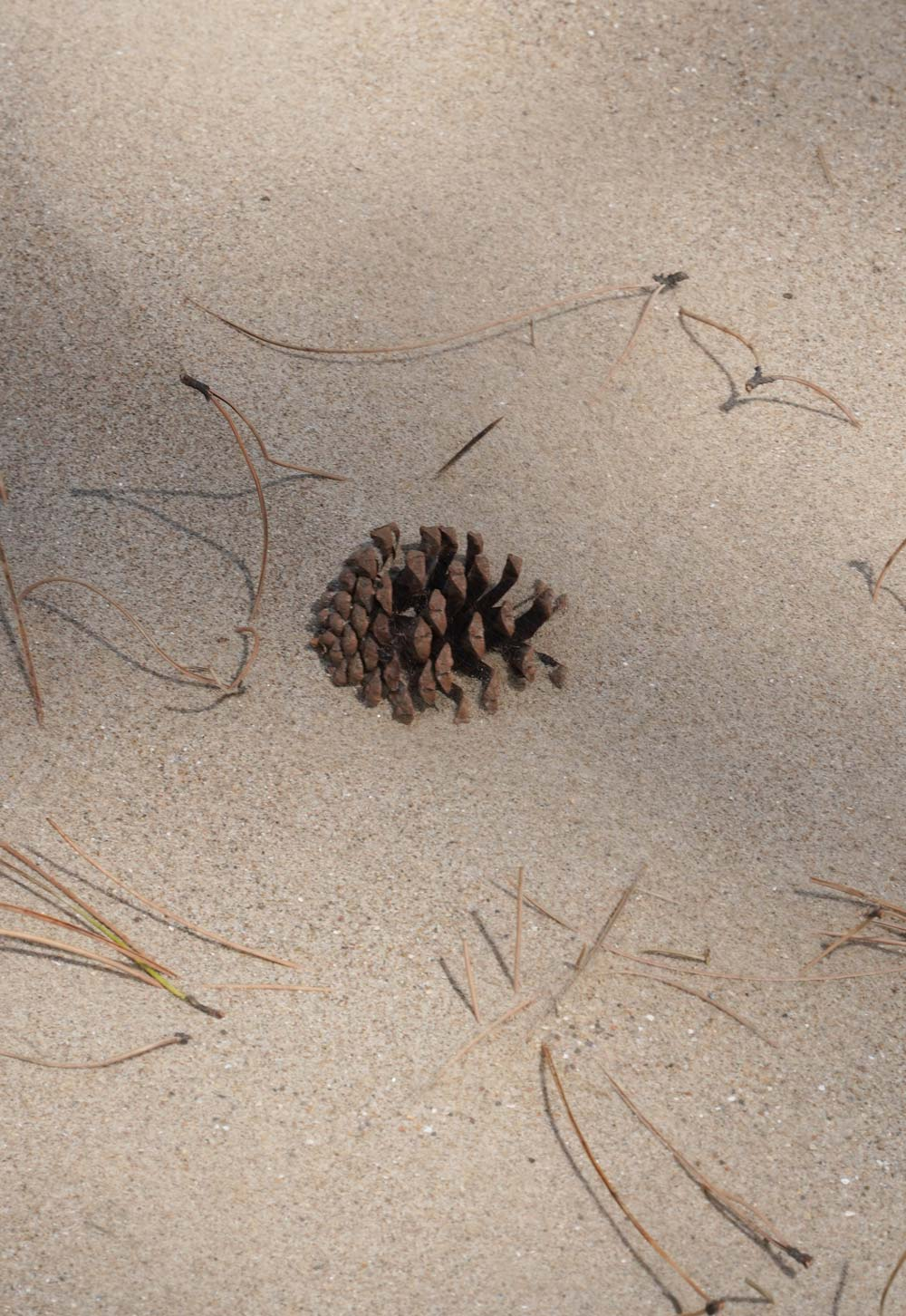 Sand dunes and pine trees in the nature reserve of Newborough Forest, Anglesey | Exploring North Wales & Snowdonia | These Four Walls blog