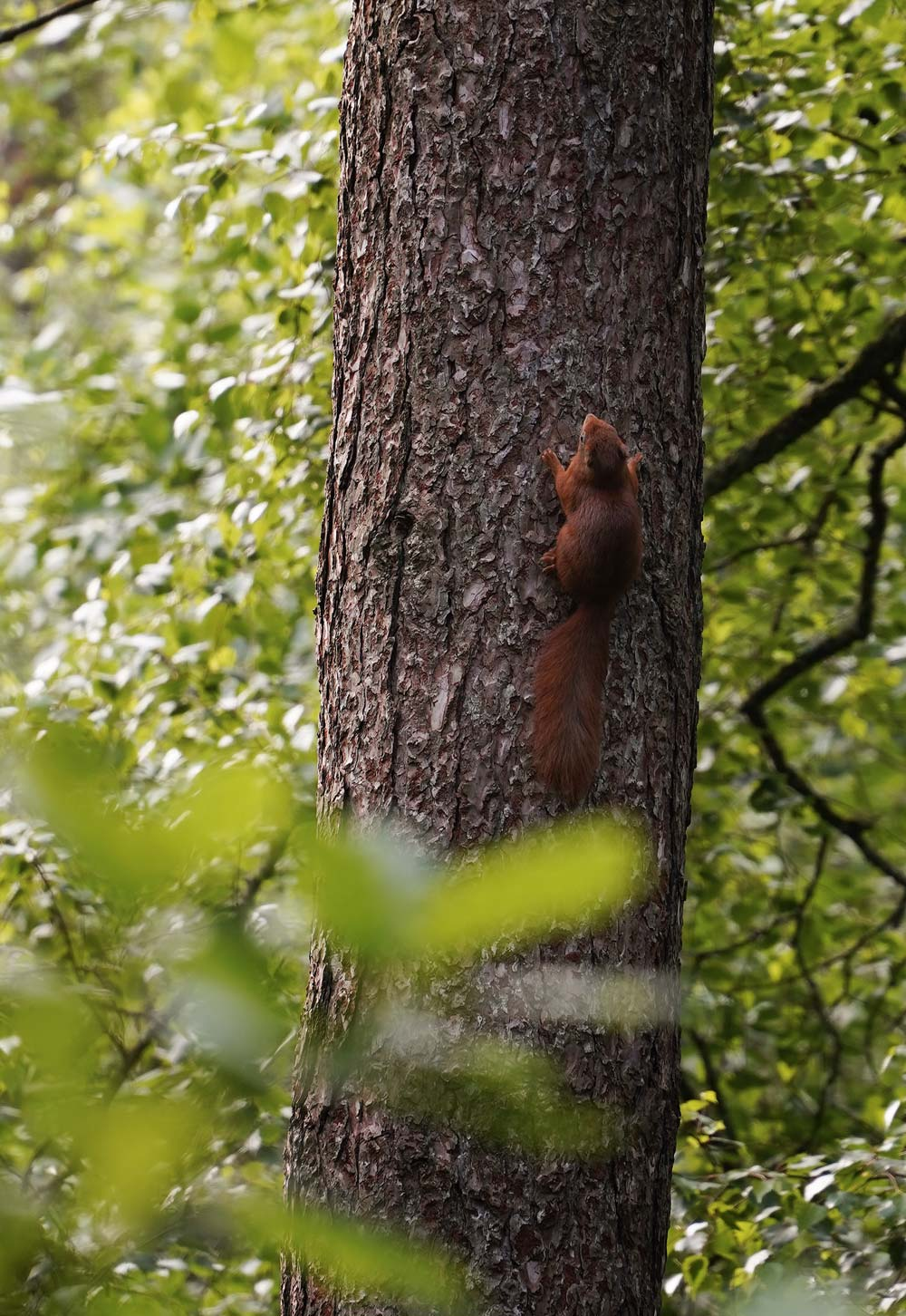 Red squirrels in Newborough Forest, Anglesey | Exploring North Wales & Snowdonia | These Four Walls blog