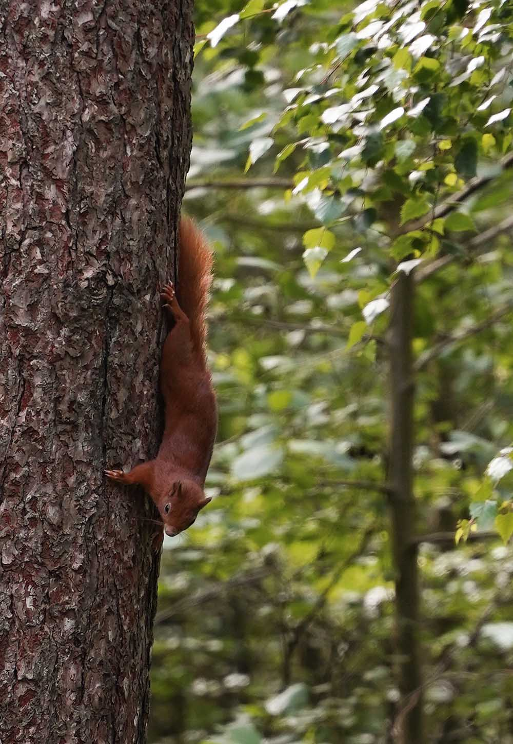 Red squirrels in Newborough Forest, Anglesey | Exploring North Wales & Snowdonia | These Four Walls blog