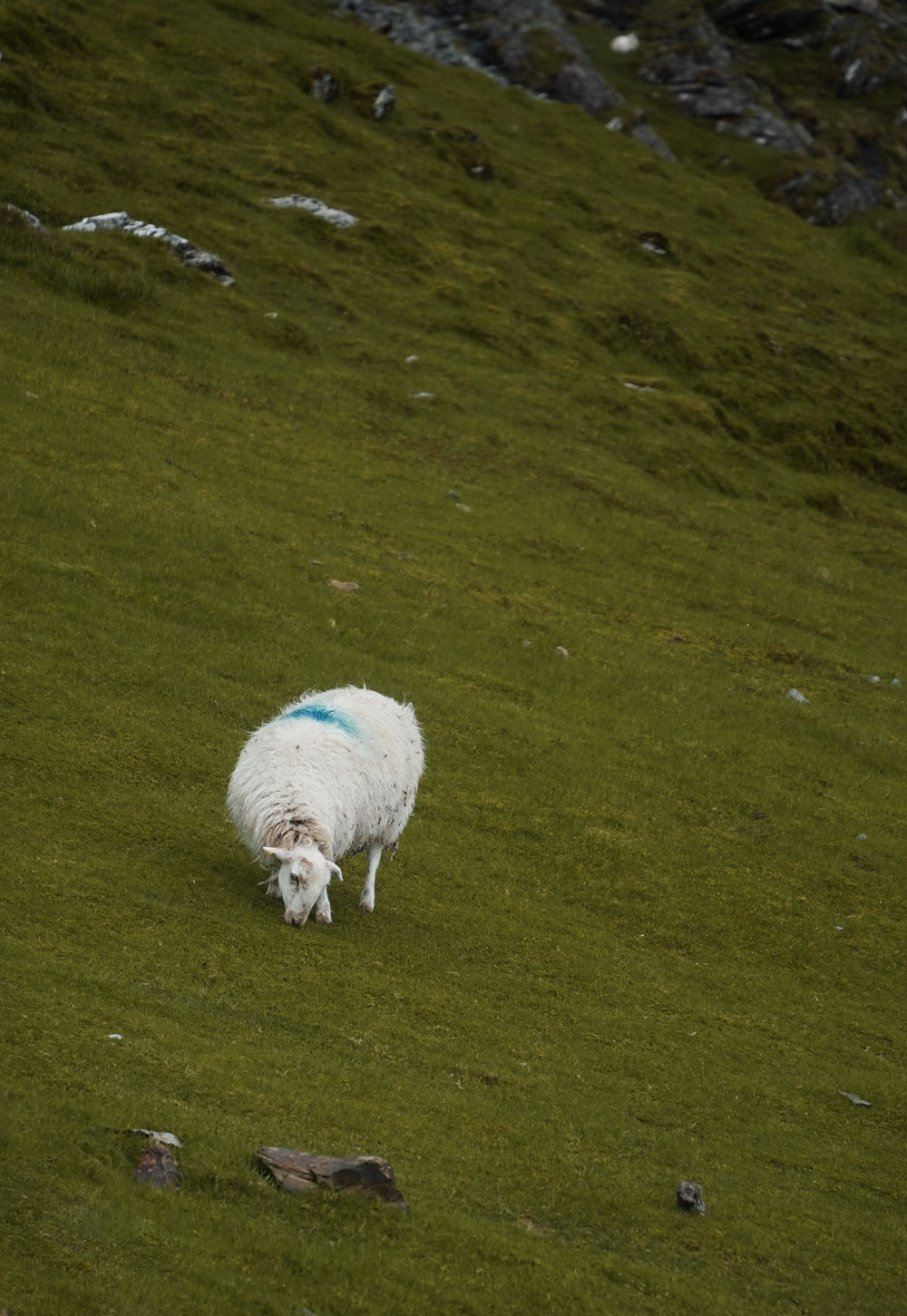 The Snowdon Mountain Railway | Exploring North Wales and Snowdonia | These Four Walls blog